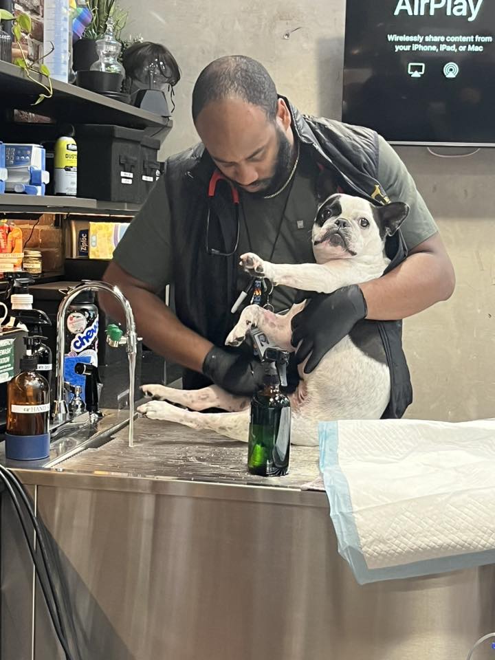 Credentialed veterinary technician in gloves carefully trimming the nails of a French bulldog at the treatment sink