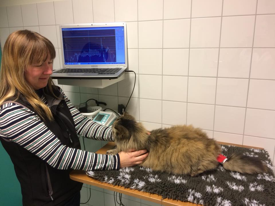 Esther Klok recording a cardiac trace on a long-haired cat during a diagnostic exam