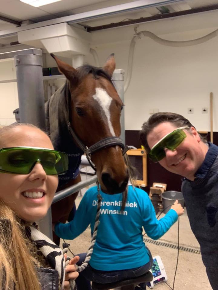 Esther Klok and a colleague in laser safety glasses beside a bay horse during laser therapy