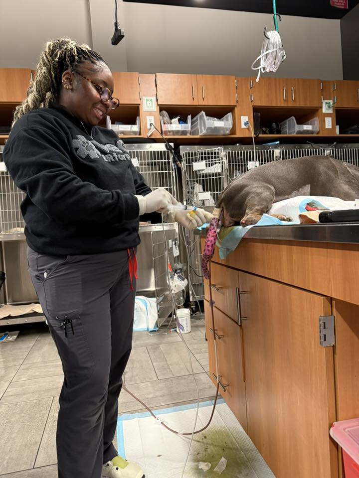 Deandriya Jones monitoring an anesthetized patient in the treatment area